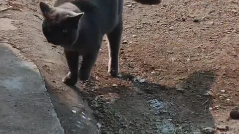 funny cat vol5