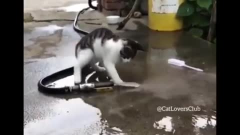 Funny Moment of cute Cats