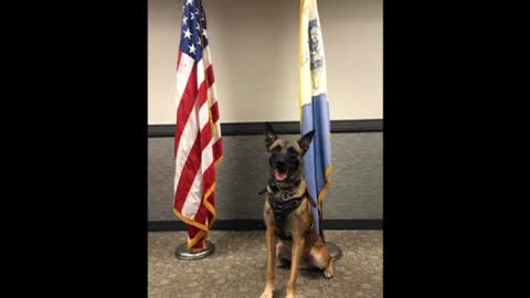 Animals in the news for the weekend of October 26