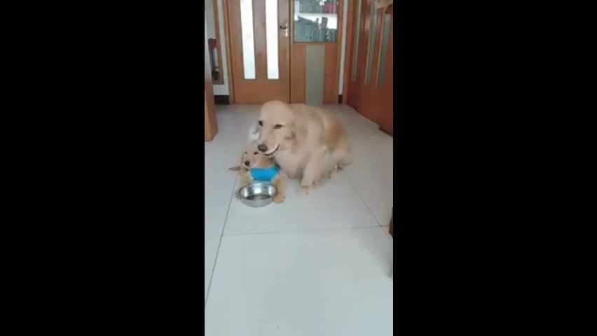 Cute Golden Retriever Mama Leaves Food To Her Little Pup - Animal Parents