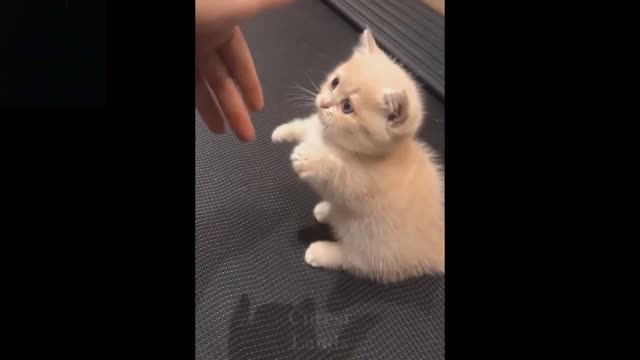 Baby Pets - Cute and Funny Pets Videos Compilation pets pets