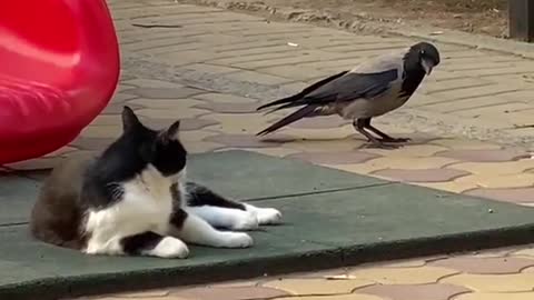 Cat not sleeping because of birds