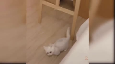 by Cats - Cute and Funny Cat Videos Compilation #24 _ Aww Animals