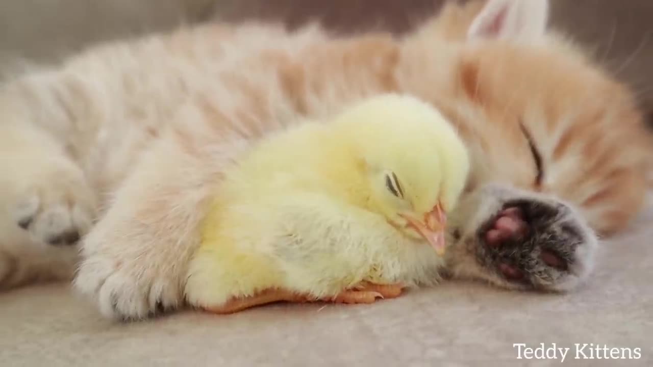 Un chaton dort avec poulet