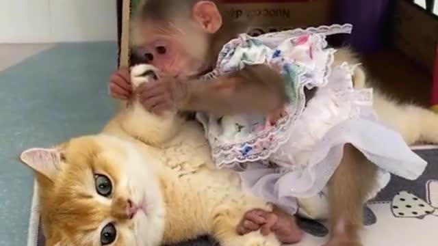 Funny Cats And Monkey Baby Videoπππ