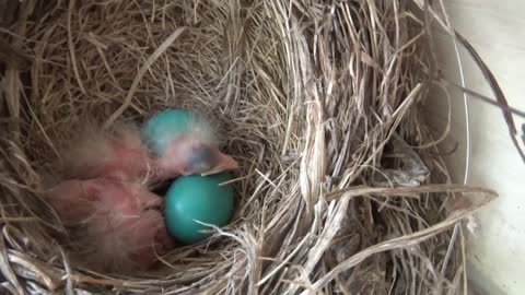 Robin Babies