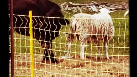 Cow & Sheep are Inseparable