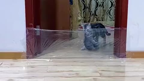 Funny video cats