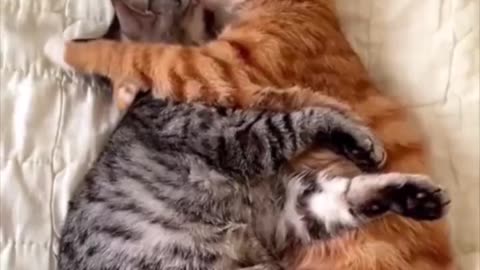 Cats hug