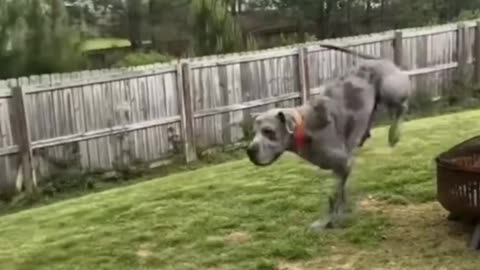 🐾🤣 Animal Antics: The Funniest Pets on the Planet! 😆 Part 57
