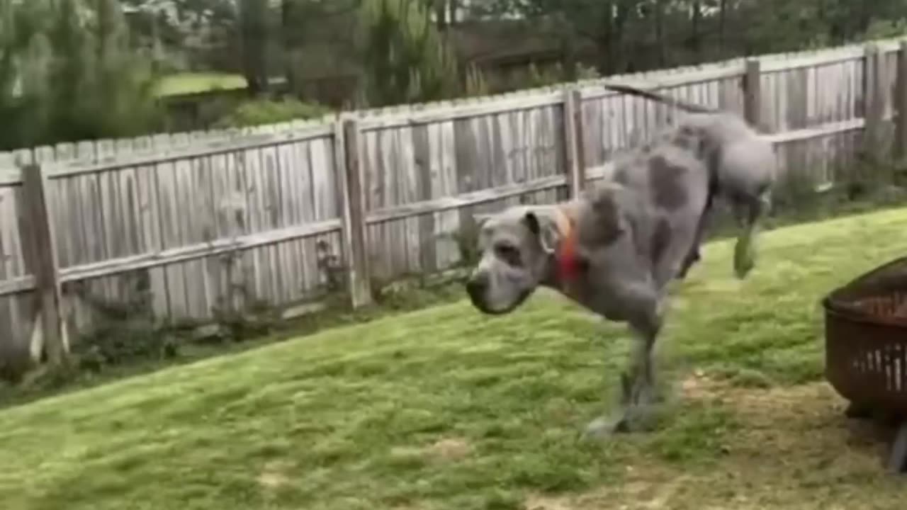 πΎπ€£ Animal Antics: The Funniest Pets on the Planet! π Part 57