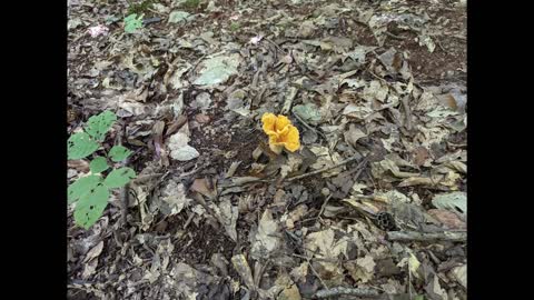 Shroom Trip