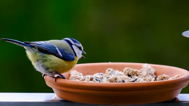 What bird is this?