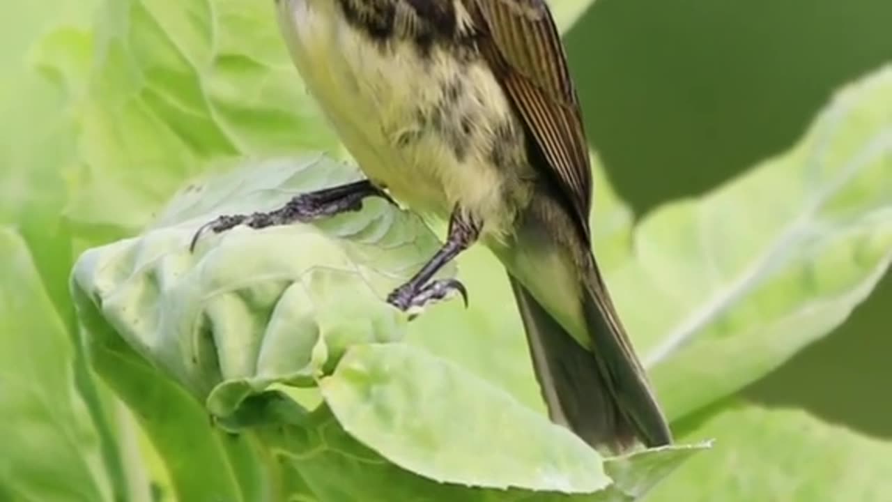 Beautifull bird sound..