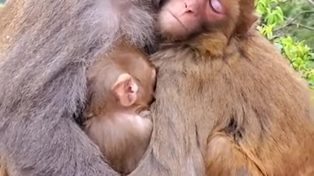 cute baby monkey pet l cuttest monkey ever