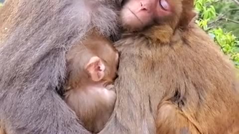 cute baby monkey pet l cuttest monkey ever