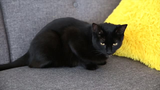 life of domestic pets. black cat is resting at home in the living room on a gray sofa..