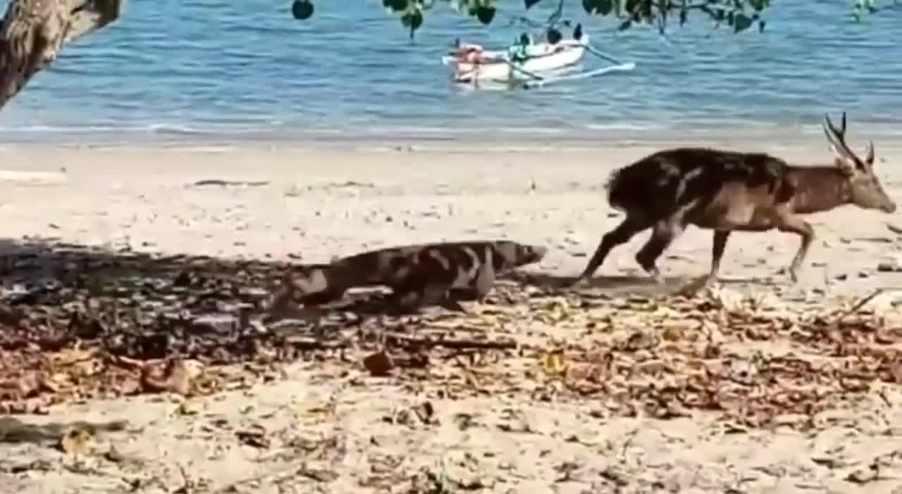 Komodo Dragon Attacks Dear