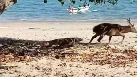 Komodo Dragon Attacks Dear