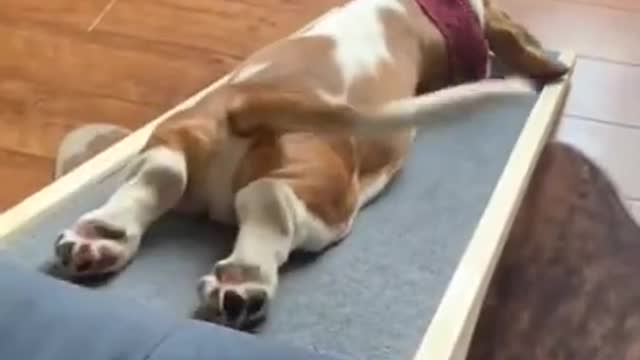 Funny dog 🐕 funny