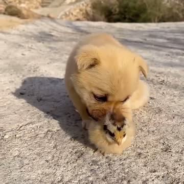 Play together with my friend