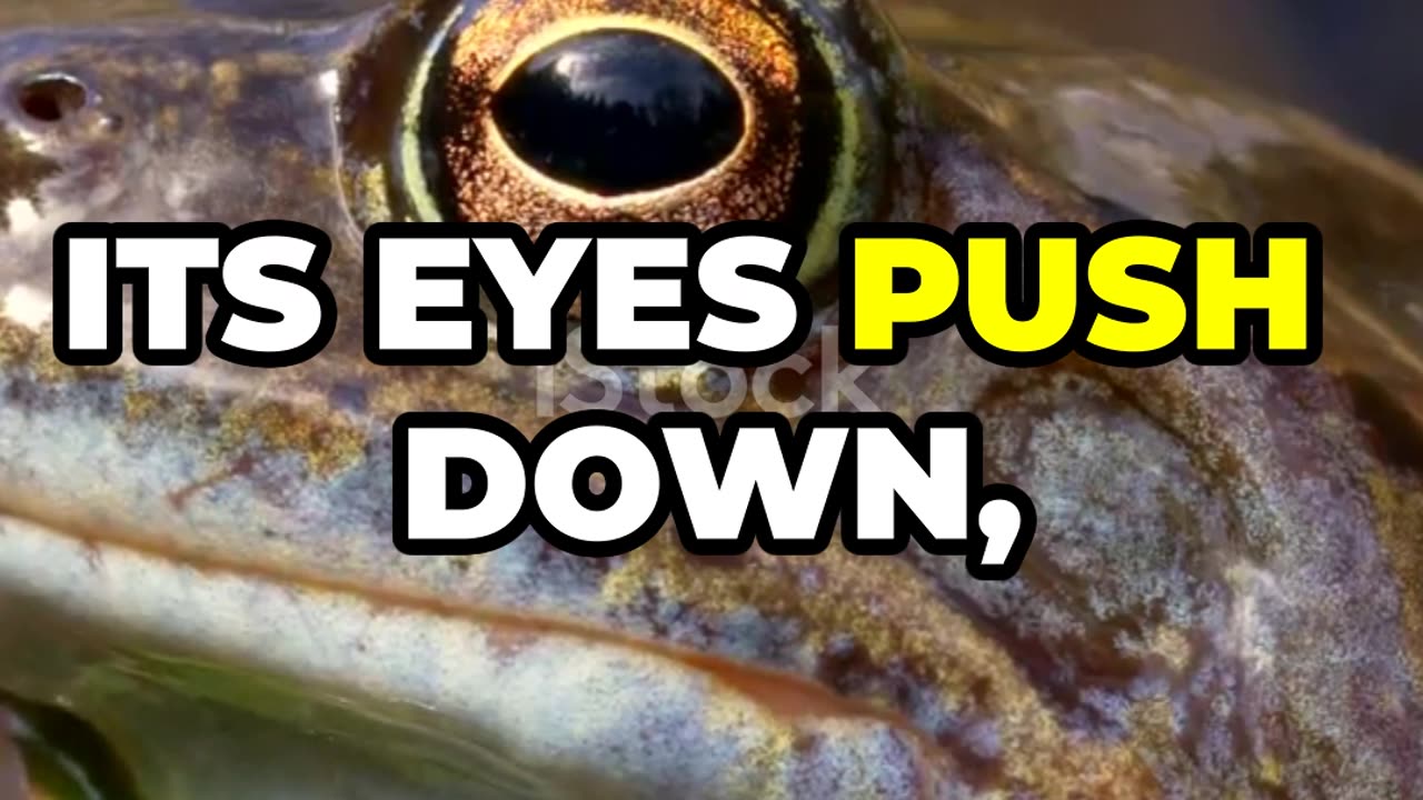 "Did You Know? Frogs Use Their Eyes to Swallow!"