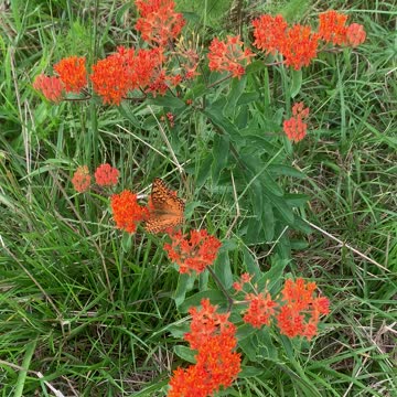 Summertime on the farm!