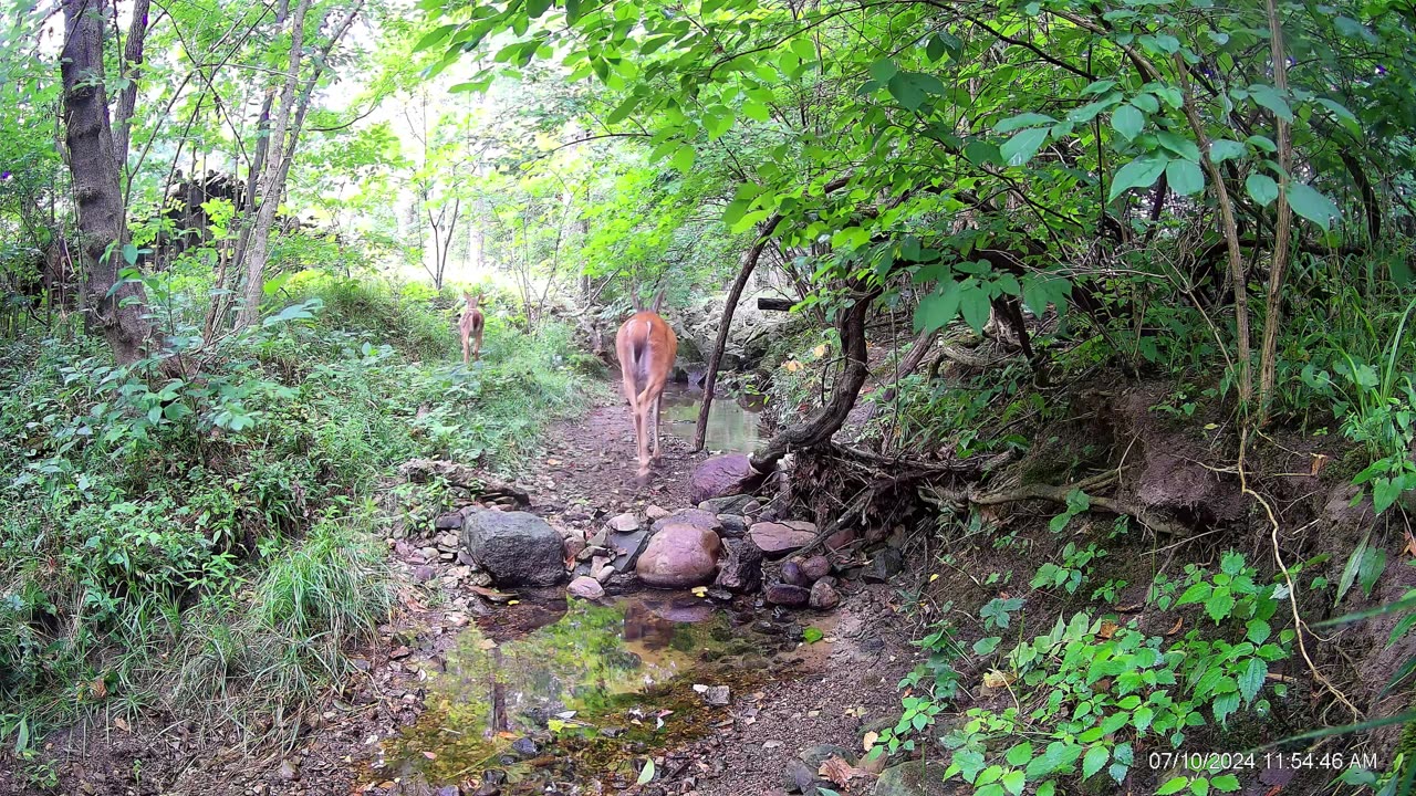 Doe with two fawns