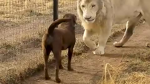 Cute Lion Gives Smooches to Puppy's Paw!