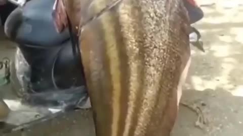 This is a beautiful and charming water-dwelling species