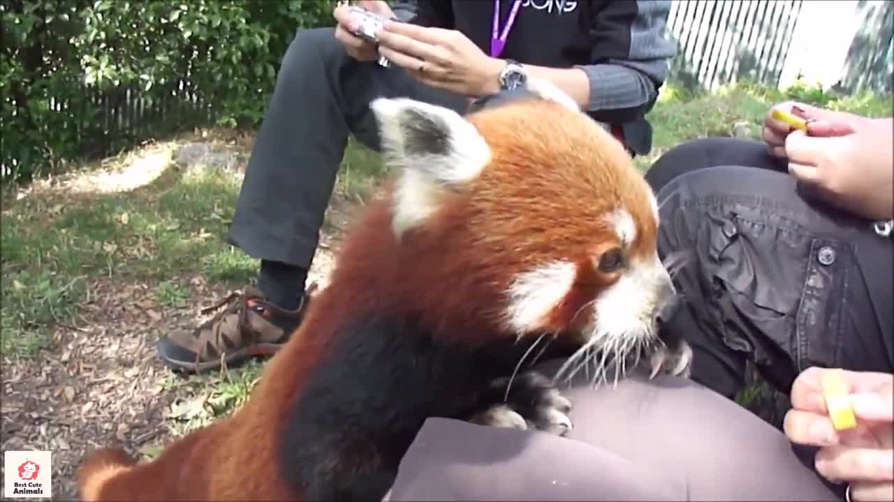 The Biggest Trends in funny red panda We've Seen This Year