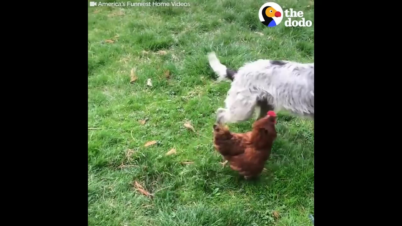 Most Unlikely Animal Friendships Compilation | The Dodo