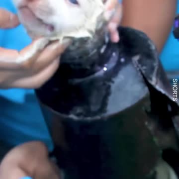 WATCH : Poor Puppy Stuck In Iron Pipe. 🥺💔