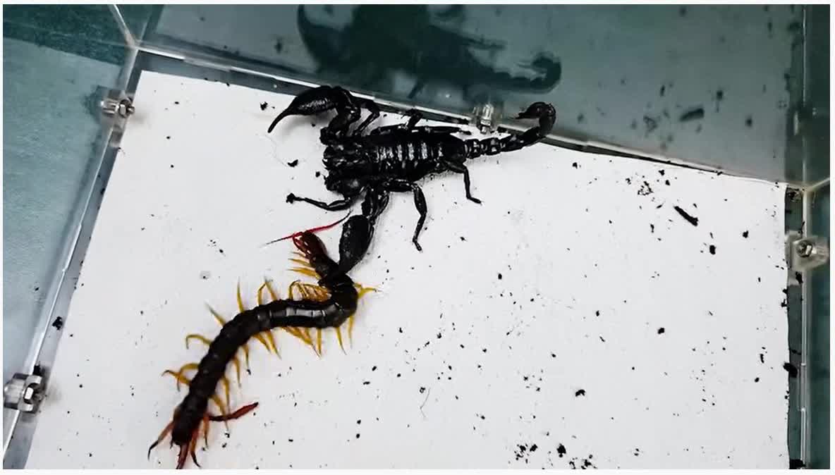 Scorpion VS Centipede, the ending is unexpected!