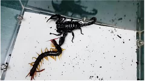 Scorpion VS Centipede, the ending is unexpected!