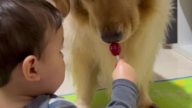 Baby and dog sharing lollipops