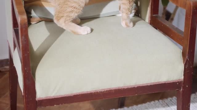 Cute can't video