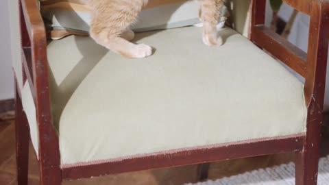 Cute can't video