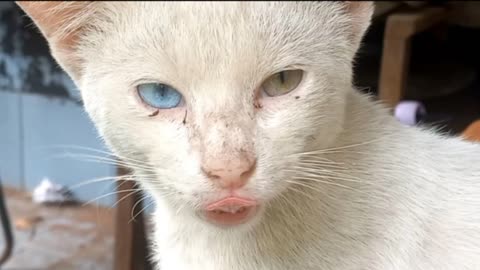 Heterochromic Cat: One Blue One Yellow