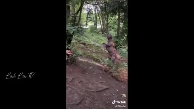 Funny Moments Of The Year Compilation 😆🔥🐷Best of Just For Laughs