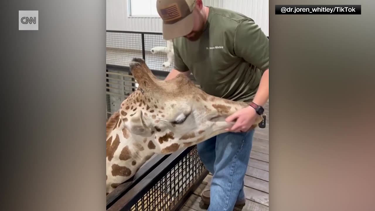 Chiropractor Gets Interviewed on Giraffe Adjustment