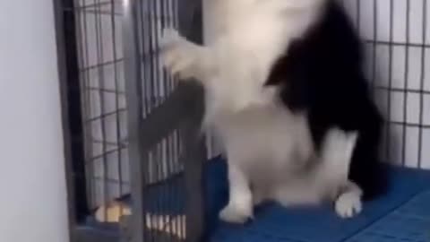 Funny Dog Reaction Cute Hilarious Moments🐕🐶