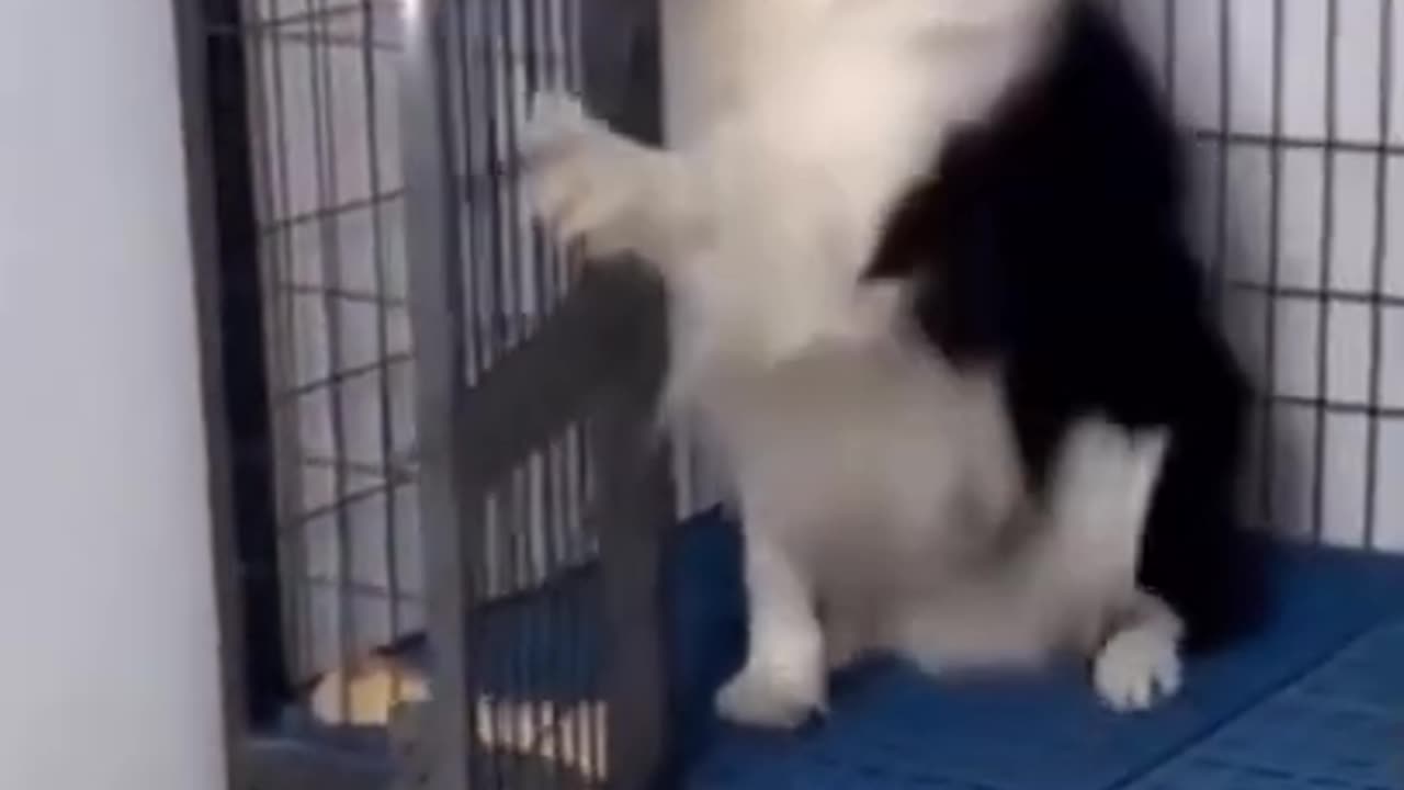 Funny Dog Reaction Cute Hilarious Moments🐕🐶