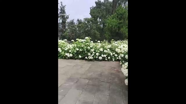 White flowers
