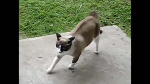 Cat vs dog