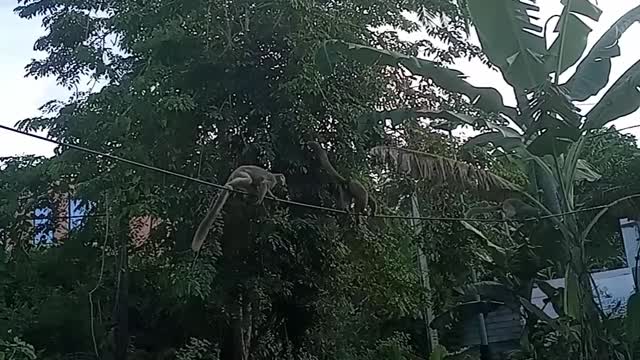 monkey running through a power cable