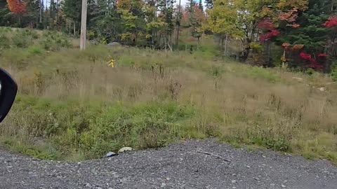 Maine foliage