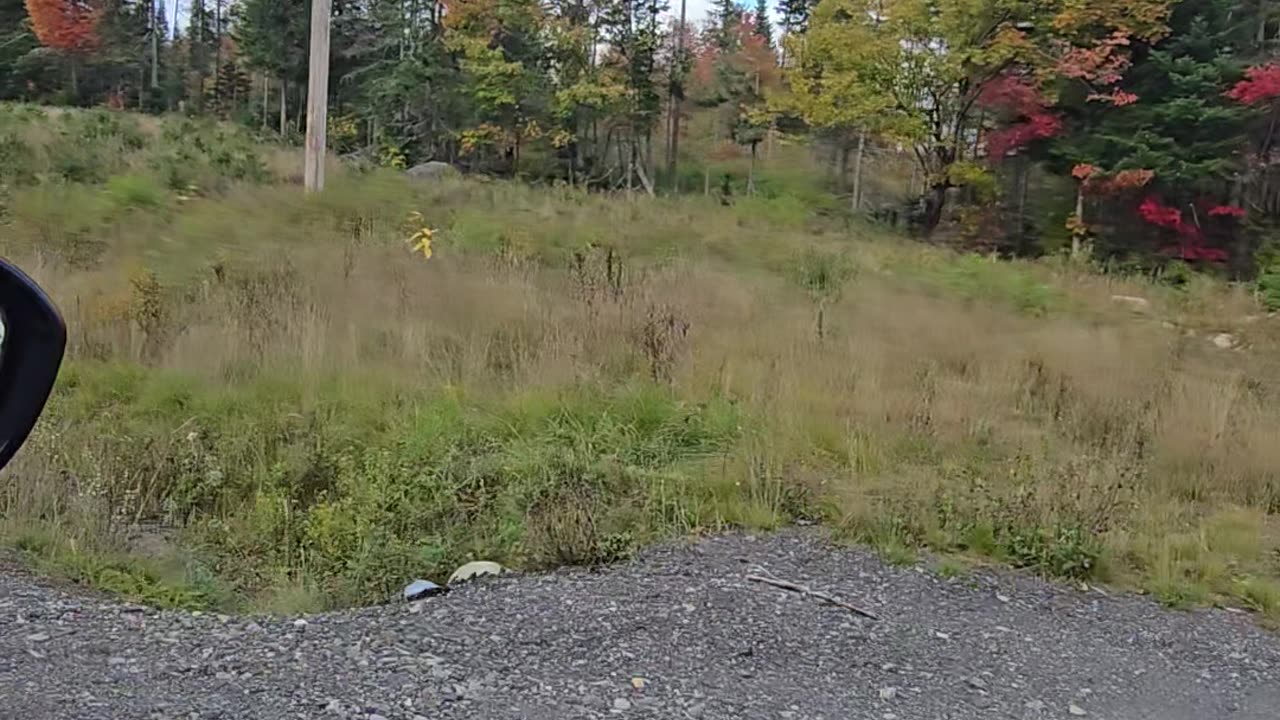 Maine foliage