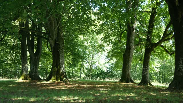 sound of nature