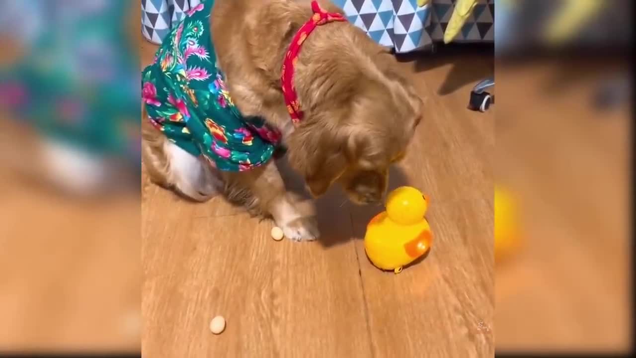 Baby Dogs Cute and Funny Dog Videos | cute dogs